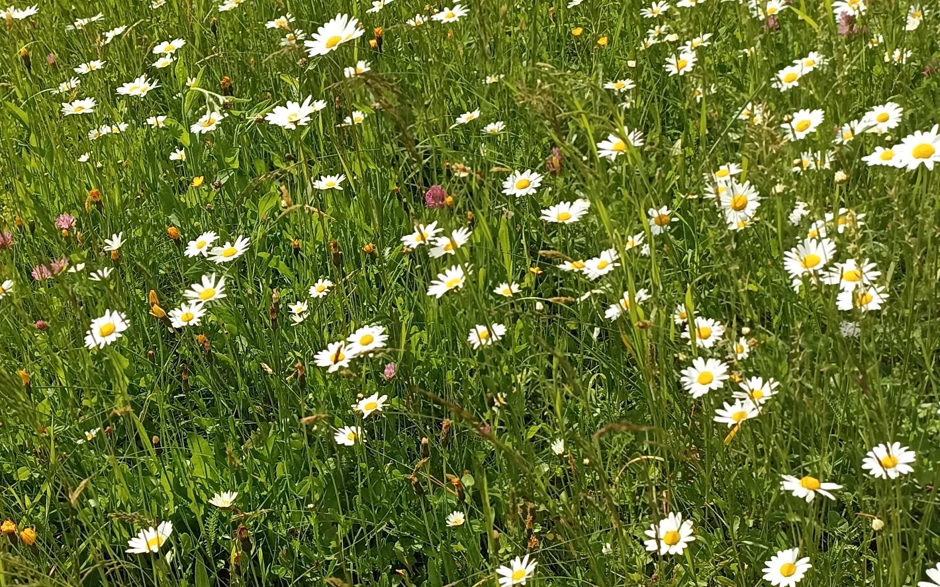 Blumenwiese