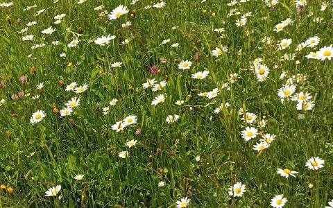 Blumenwiese